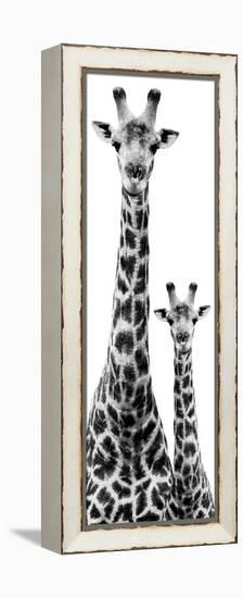 Safari Profile Collection - Giraffe and Baby White Edition IV-Philippe Hugonnard-Framed Premier Image Canvas