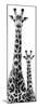 Safari Profile Collection - Giraffe and Baby White Edition IV-Philippe Hugonnard-Mounted Premium Photographic Print