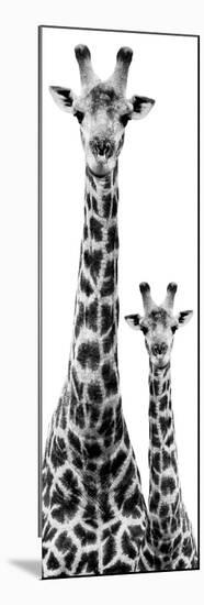 Safari Profile Collection - Giraffe and Baby White Edition IV-Philippe Hugonnard-Mounted Premium Photographic Print