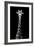 Safari Profile Collection - Giraffe Black Edition VIII-Philippe Hugonnard-Framed Photographic Print