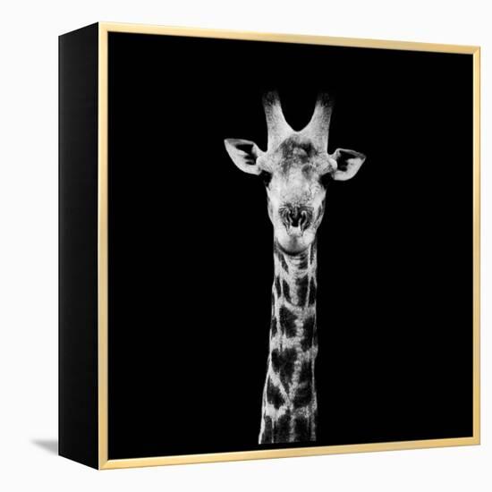 Safari Profile Collection - Giraffe Portrait Black Edition II-Philippe Hugonnard-Framed Premier Image Canvas