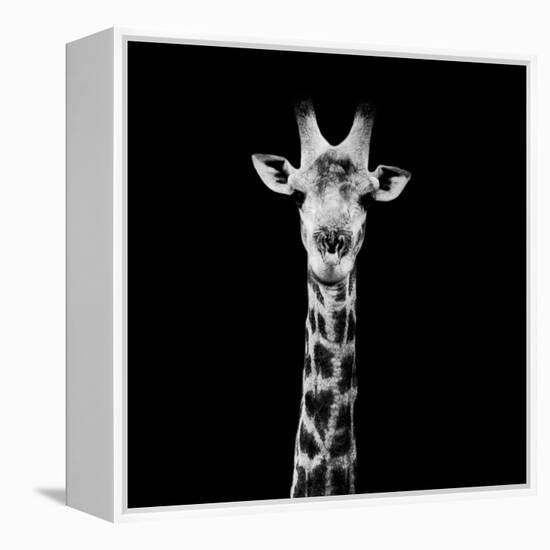 Safari Profile Collection - Giraffe Portrait Black Edition II-Philippe Hugonnard-Framed Premier Image Canvas