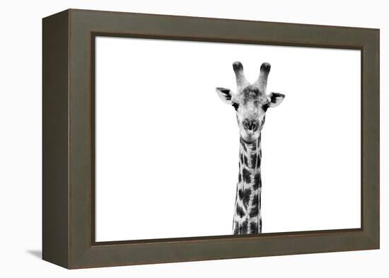 Safari Profile Collection - Giraffe Portrait White Edition II-Philippe Hugonnard-Framed Premier Image Canvas