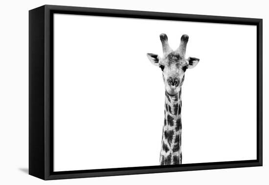 Safari Profile Collection - Giraffe Portrait White Edition II-Philippe Hugonnard-Framed Premier Image Canvas