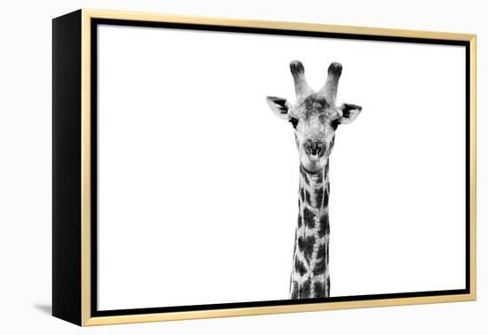 Safari Profile Collection - Giraffe Portrait White Edition II-Philippe Hugonnard-Framed Premier Image Canvas