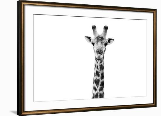 Safari Profile Collection - Giraffe Portrait White Edition II-Philippe Hugonnard-Framed Photographic Print