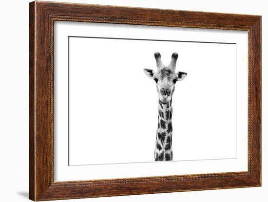 Safari Profile Collection - Giraffe Portrait White Edition II-Philippe Hugonnard-Framed Photographic Print