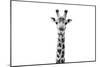 Safari Profile Collection - Giraffe Portrait White Edition II-Philippe Hugonnard-Mounted Photographic Print