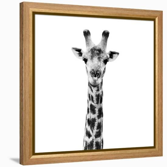 Safari Profile Collection - Giraffe Portrait White Edition IV-Philippe Hugonnard-Framed Premier Image Canvas