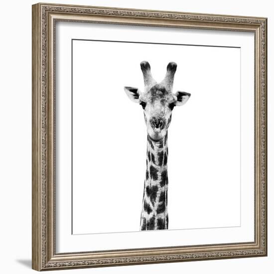 Safari Profile Collection - Giraffe Portrait White Edition IV-Philippe Hugonnard-Framed Photographic Print