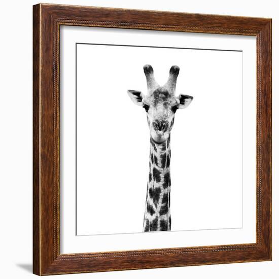 Safari Profile Collection - Giraffe Portrait White Edition IV-Philippe Hugonnard-Framed Photographic Print