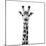 Safari Profile Collection - Giraffe Portrait White Edition IV-Philippe Hugonnard-Mounted Photographic Print