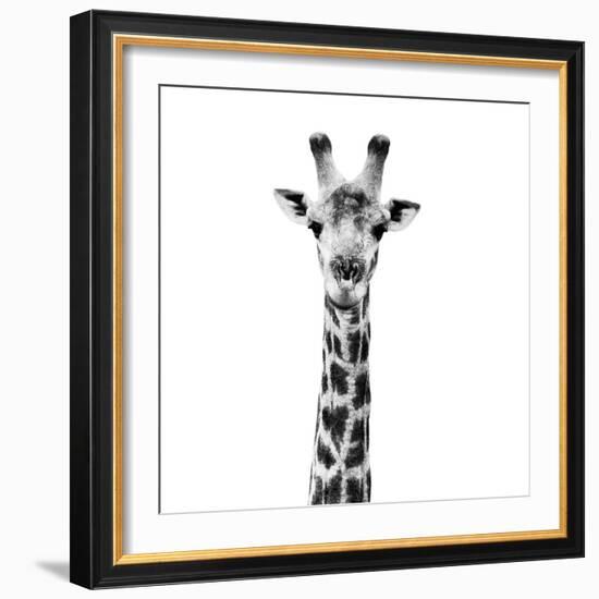 Safari Profile Collection - Giraffe Portrait White Edition IV-Philippe Hugonnard-Framed Photographic Print