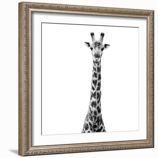 Safari Profile Collection - Giraffe White Edition VI-Philippe Hugonnard-Framed Photographic Print