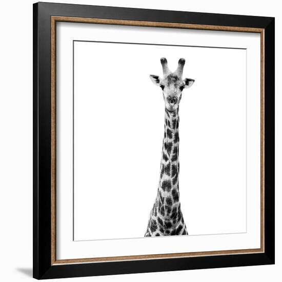 Safari Profile Collection - Giraffe White Edition VI-Philippe Hugonnard-Framed Photographic Print