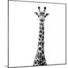 Safari Profile Collection - Giraffe White Edition VI-Philippe Hugonnard-Mounted Photographic Print