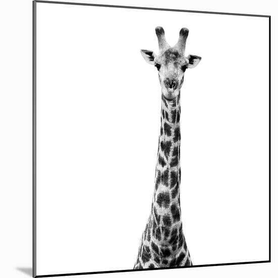 Safari Profile Collection - Giraffe White Edition VI-Philippe Hugonnard-Mounted Photographic Print