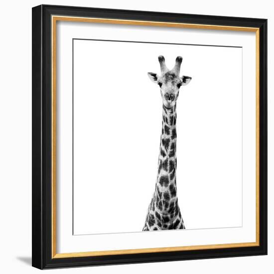 Safari Profile Collection - Giraffe White Edition VI-Philippe Hugonnard-Framed Photographic Print