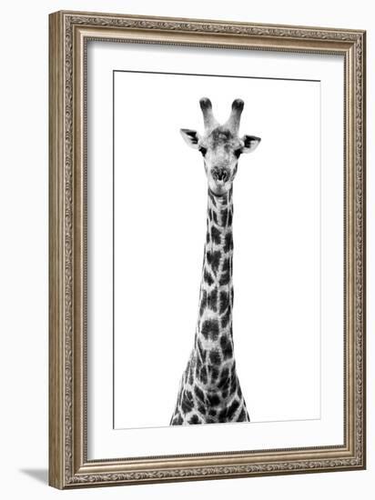 Safari Profile Collection - Giraffe White Edition VIII-Philippe Hugonnard-Framed Premium Photographic Print