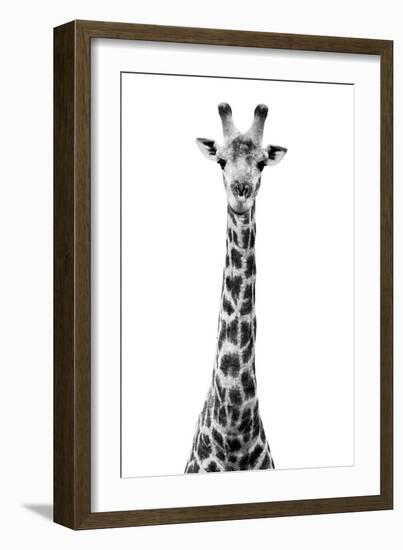 Safari Profile Collection - Giraffe White Edition VIII-Philippe Hugonnard-Framed Premium Photographic Print