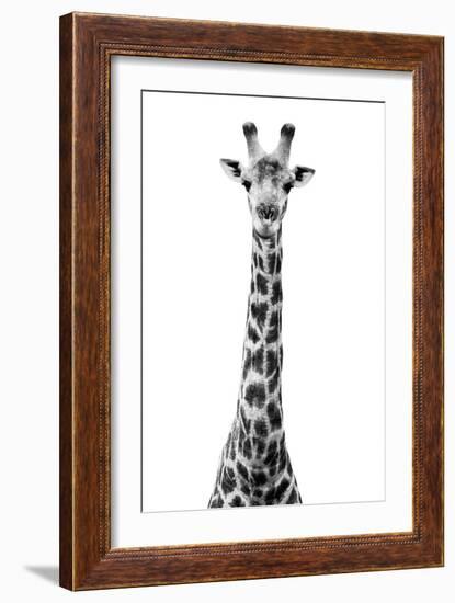 Safari Profile Collection - Giraffe White Edition VIII-Philippe Hugonnard-Framed Photographic Print