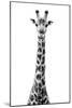 Safari Profile Collection - Giraffe White Edition VIII-Philippe Hugonnard-Mounted Photographic Print