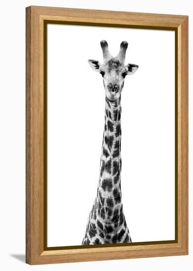 Safari Profile Collection - Giraffe White Edition VIII-Philippe Hugonnard-Framed Premier Image Canvas