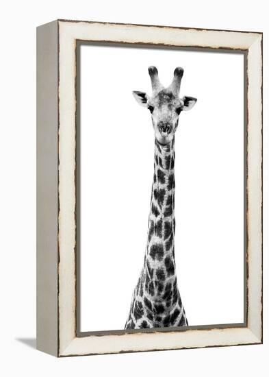 Safari Profile Collection - Giraffe White Edition VIII-Philippe Hugonnard-Framed Premier Image Canvas