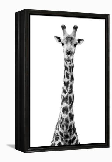 Safari Profile Collection - Giraffe White Edition VIII-Philippe Hugonnard-Framed Premier Image Canvas