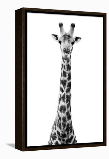 Safari Profile Collection - Giraffe White Edition VIII-Philippe Hugonnard-Framed Premier Image Canvas