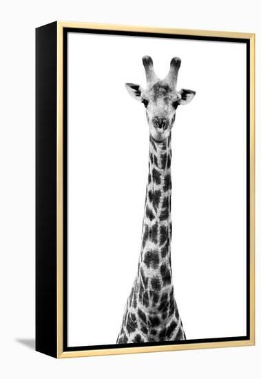 Safari Profile Collection - Giraffe White Edition VIII-Philippe Hugonnard-Framed Premier Image Canvas