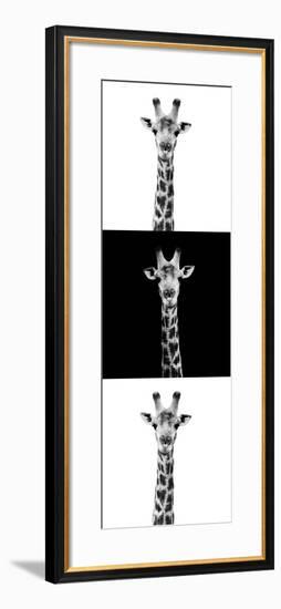 Safari Profile Collection - Giraffes IV-Philippe Hugonnard-Framed Photographic Print