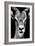 Safari Profile Collection - Portrait of Antelope Black Edition-Philippe Hugonnard-Framed Photographic Print