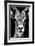 Safari Profile Collection - Portrait of Antelope Black Edition-Philippe Hugonnard-Framed Photographic Print