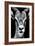 Safari Profile Collection - Portrait of Antelope Black Edition-Philippe Hugonnard-Framed Photographic Print