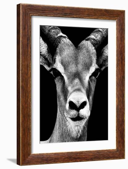 Safari Profile Collection - Portrait of Antelope Black Edition-Philippe Hugonnard-Framed Photographic Print