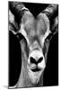 Safari Profile Collection - Portrait of Antelope Black Edition-Philippe Hugonnard-Mounted Photographic Print