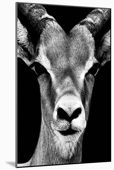 Safari Profile Collection - Portrait of Antelope Black Edition-Philippe Hugonnard-Mounted Photographic Print