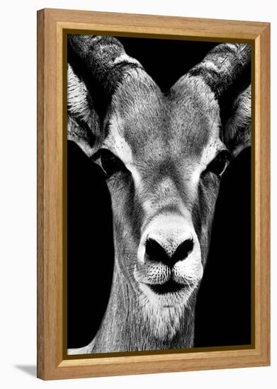 Safari Profile Collection - Portrait of Antelope Black Edition-Philippe Hugonnard-Framed Premier Image Canvas