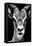 Safari Profile Collection - Portrait of Antelope Black Edition-Philippe Hugonnard-Framed Premier Image Canvas