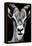 Safari Profile Collection - Portrait of Antelope Black Edition-Philippe Hugonnard-Framed Premier Image Canvas