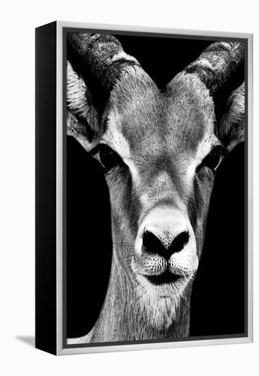 Safari Profile Collection - Portrait of Antelope Black Edition-Philippe Hugonnard-Framed Premier Image Canvas