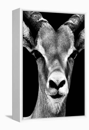 Safari Profile Collection - Portrait of Antelope Black Edition-Philippe Hugonnard-Framed Premier Image Canvas