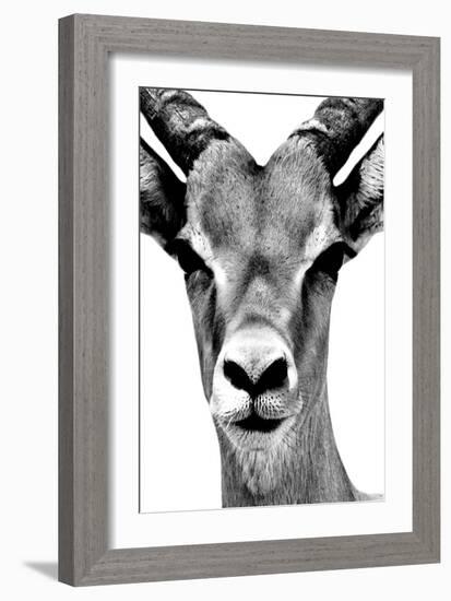 Safari Profile Collection - Portrait of Antelope White Edition-Philippe Hugonnard-Framed Photographic Print