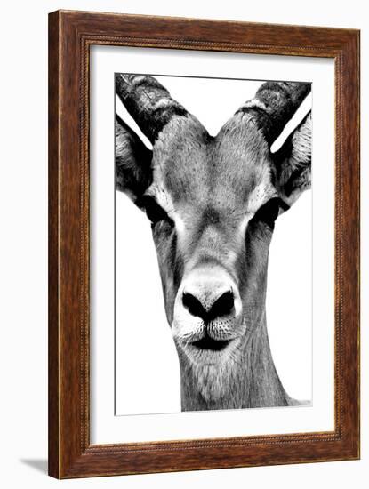 Safari Profile Collection - Portrait of Antelope White Edition-Philippe Hugonnard-Framed Photographic Print