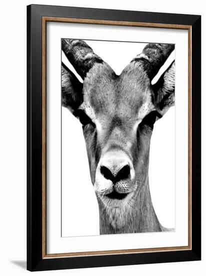 Safari Profile Collection - Portrait of Antelope White Edition-Philippe Hugonnard-Framed Photographic Print