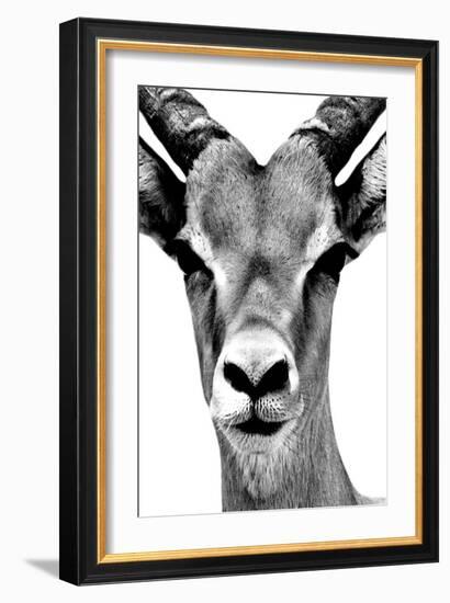 Safari Profile Collection - Portrait of Antelope White Edition-Philippe Hugonnard-Framed Photographic Print