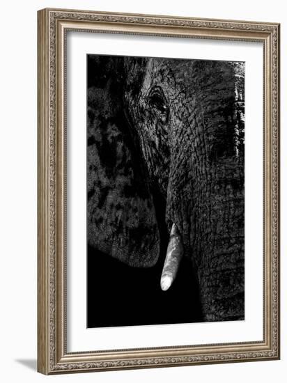 Safari Profile Collection - Portrait of Elephant Black Edition-Philippe Hugonnard-Framed Photographic Print