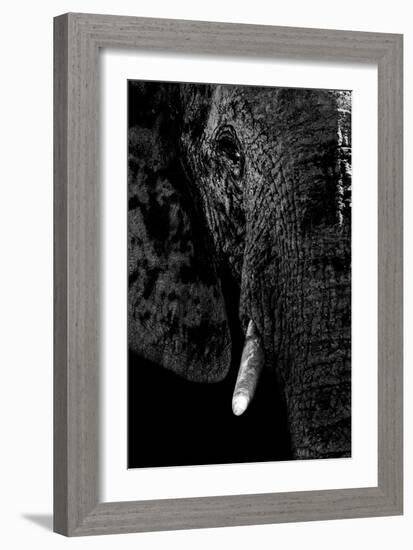 Safari Profile Collection - Portrait of Elephant Black Edition-Philippe Hugonnard-Framed Photographic Print