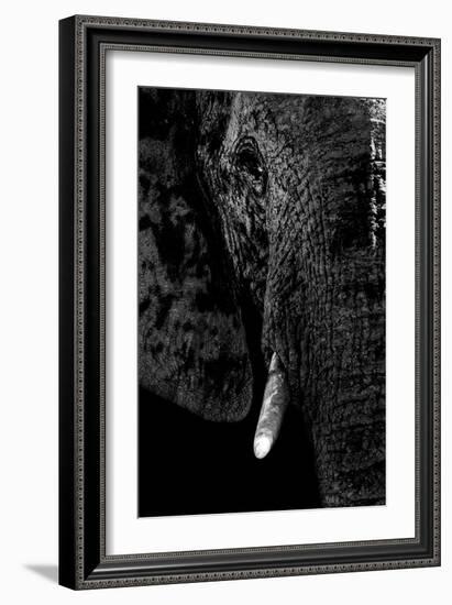 Safari Profile Collection - Portrait of Elephant Black Edition-Philippe Hugonnard-Framed Photographic Print